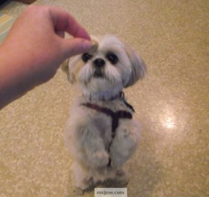 dog4