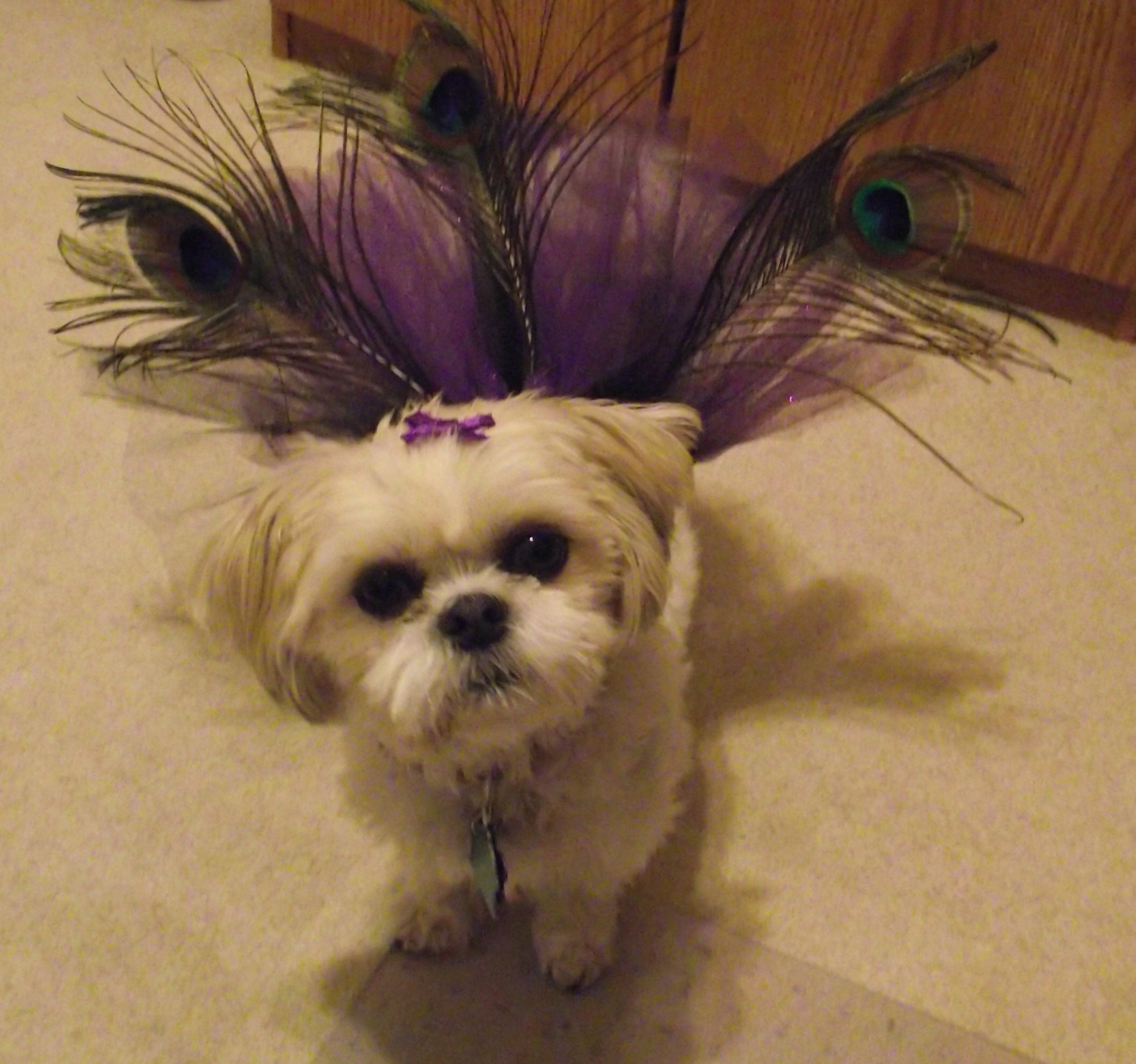Peacock Feather Dog TuTu Just My Experience