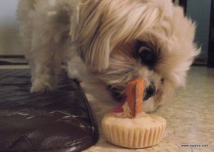 Charley eating her frosty treat