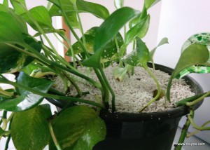 Last winter I unknowingly brought in a gnat infested plant.  The gnats would go away, but keep coming back thicker and thicker.  Then I found out the reason for the gnats was also because of the soil I used.  I will never use Miracle Gro soil again!  Well, a couple weeks ago I transplanted the plant again in fresh soil and put an inch of this Gnat Nix (link at bottom of post).  I'm hoping this helps kill those little buggers! I also sprayed the pot with lemon Pledge and wiped it clean.  Gnats don't like lemon Pledge.  